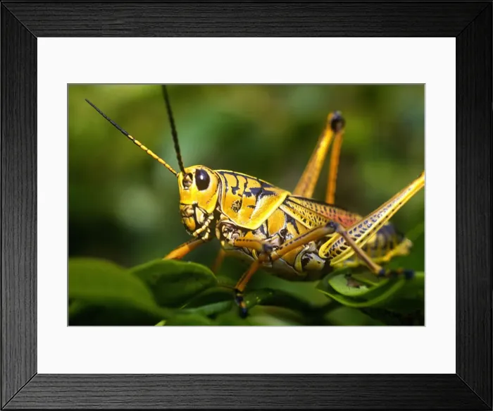 Framed Print : DDE-90038951 Framed Print : DDE-90038951