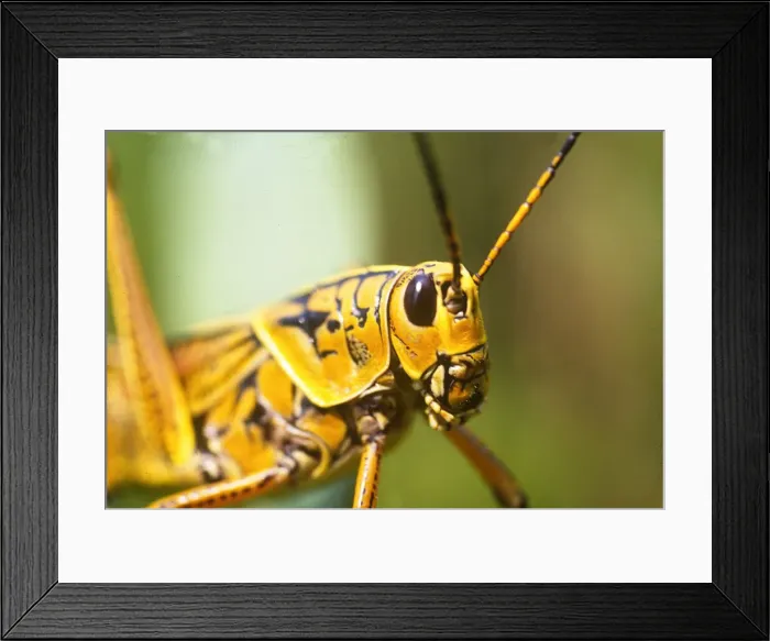 Framed Print : DDE-90038952 Framed Print : DDE-90038952