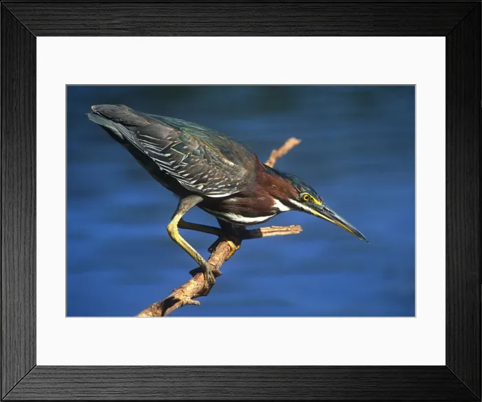 Framed Print : DDE-90038954 Framed Print : DDE-90038954