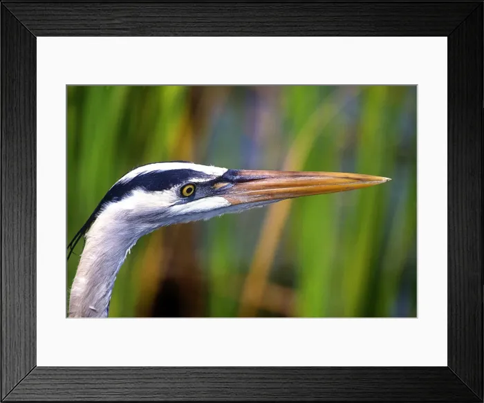 Framed Print : DDE-90038953