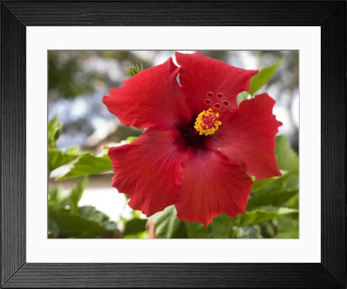 Framed Print : DDE-90038956 Framed Print : DDE-90038956
