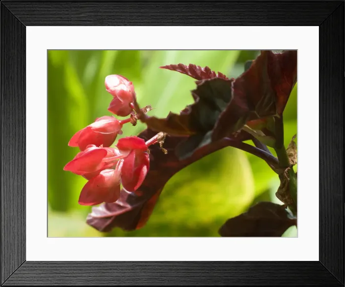 Framed Print : DDE-90038955 Framed Print : DDE-90038955