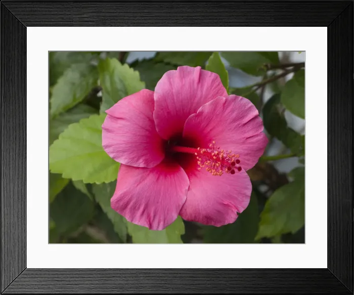 Framed Print : DDE-90038957 Framed Print : DDE-90038957