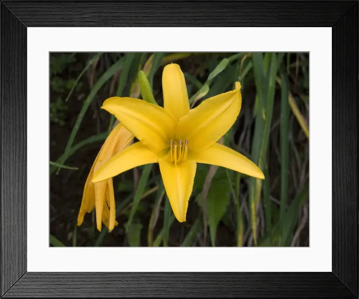 Framed Print : DDE-90038959 Framed Print : DDE-90038959