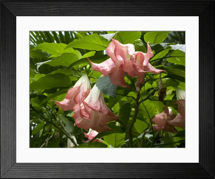 Framed Print : DDE-90038958 Framed Print : DDE-90038958