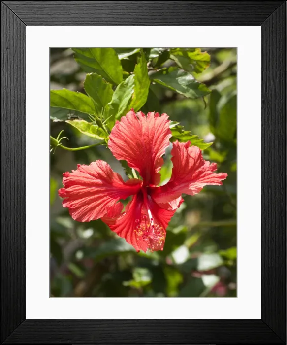 Framed Print : DDE-90038960 Framed Print : DDE-90038960