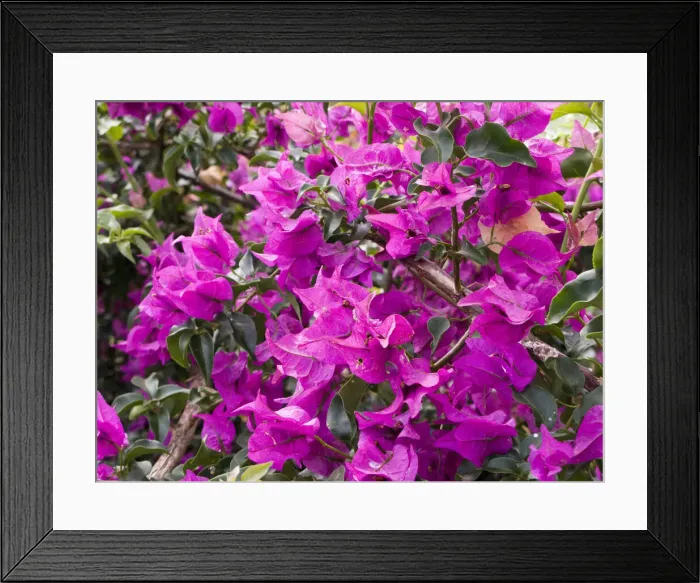 Framed Print : DDE-90038961 Framed Print : DDE-90038961