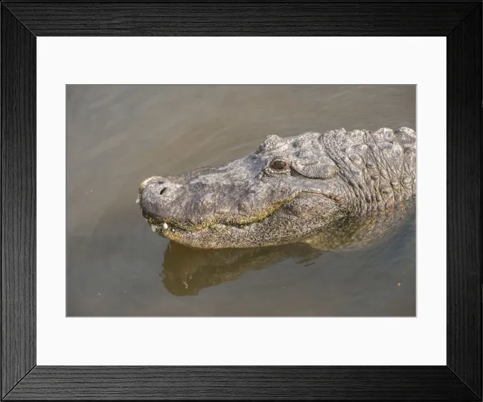 Framed Print : DDE-90038962 Framed Print : DDE-90038962