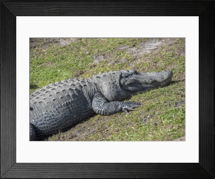 Framed Print : DDE-90038963