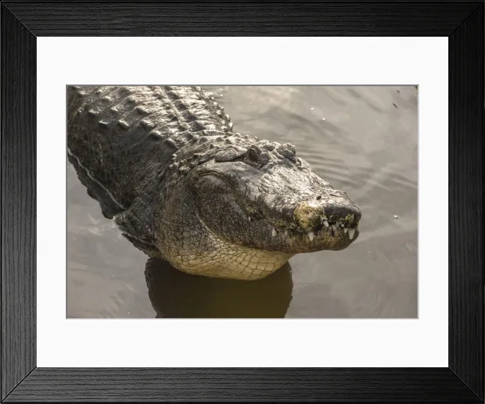 Framed Print : DDE-90038964