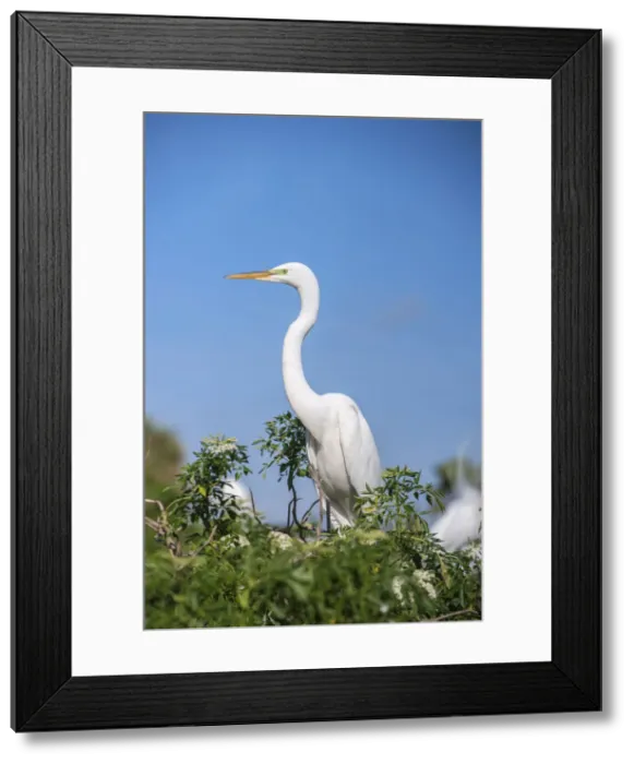 Framed Print : DDE-90038966 Framed Print : DDE-90038966