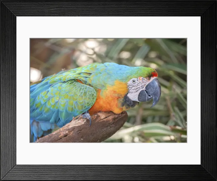 Framed Print : DDE-90038965 Framed Print : DDE-90038965