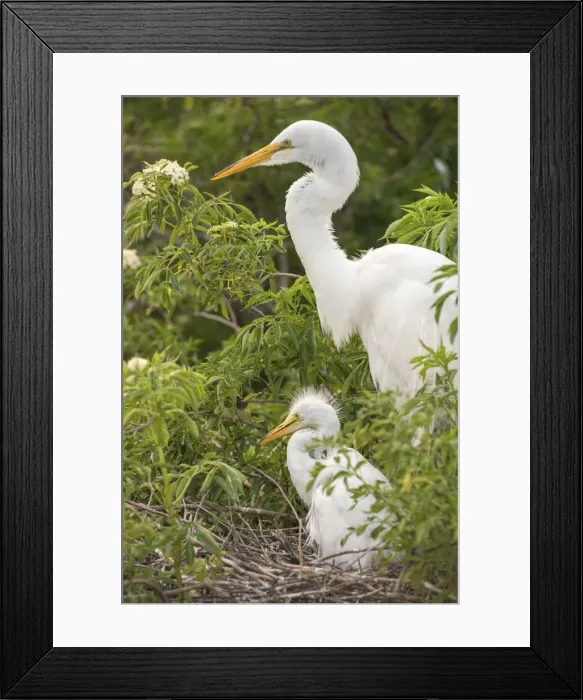 Framed Print : DDE-90038967 Framed Print : DDE-90038967