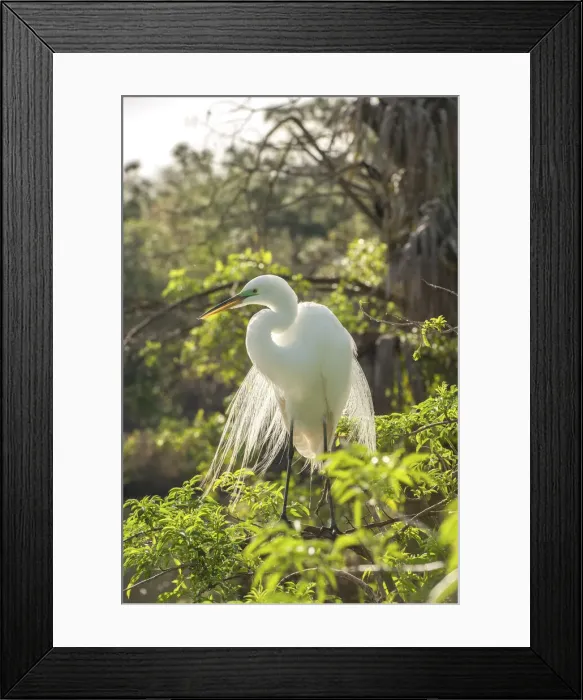 Framed Print : DDE-90038968