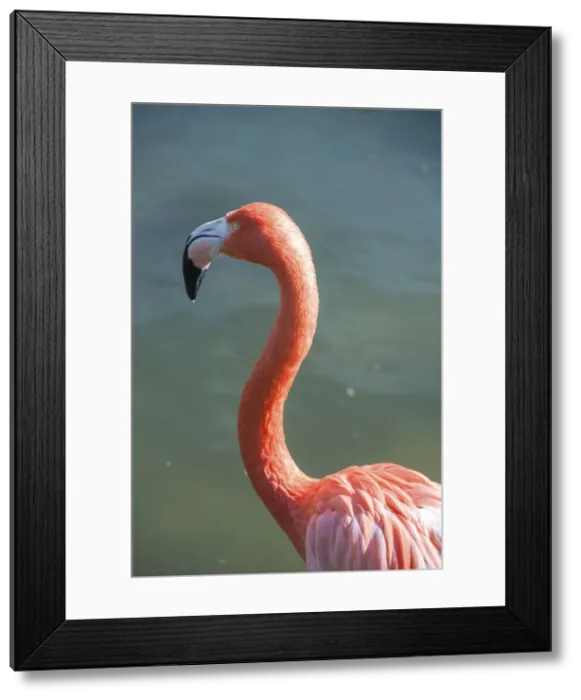 Framed Print : DDE-90038970 Framed Print : DDE-90038970