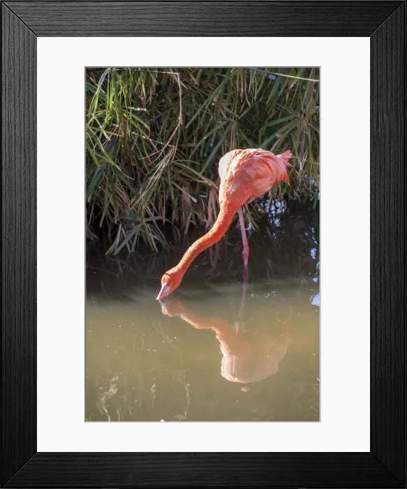 Framed Print : DDE-90038969 Framed Print : DDE-90038969