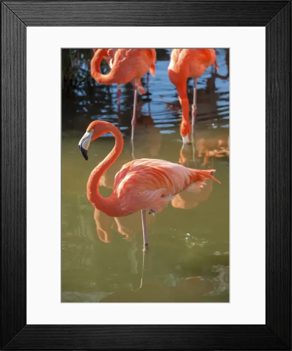 Framed Print : DDE-90038971