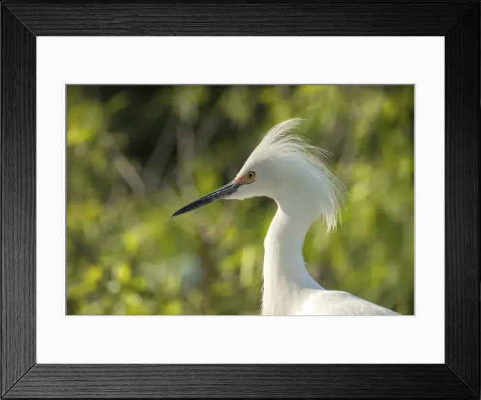 Framed Print : DDE-90038972 Framed Print : DDE-90038972