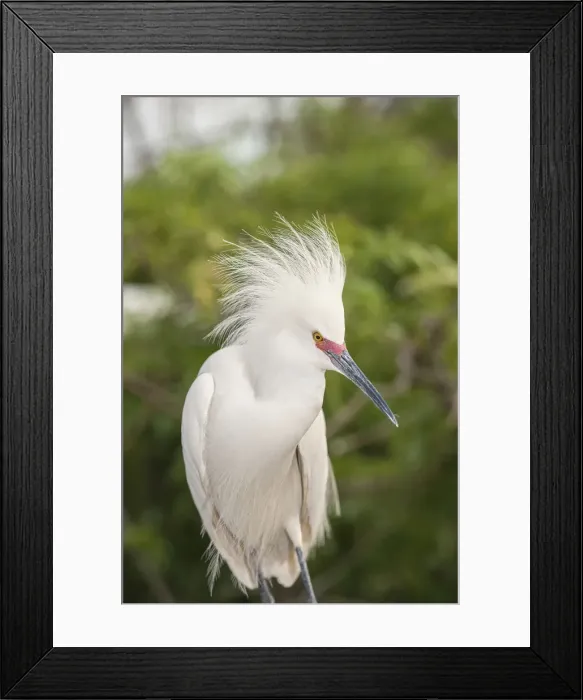 Framed Print : DDE-90038973 Framed Print : DDE-90038973