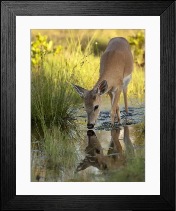 Framed Print : DDE-90038976