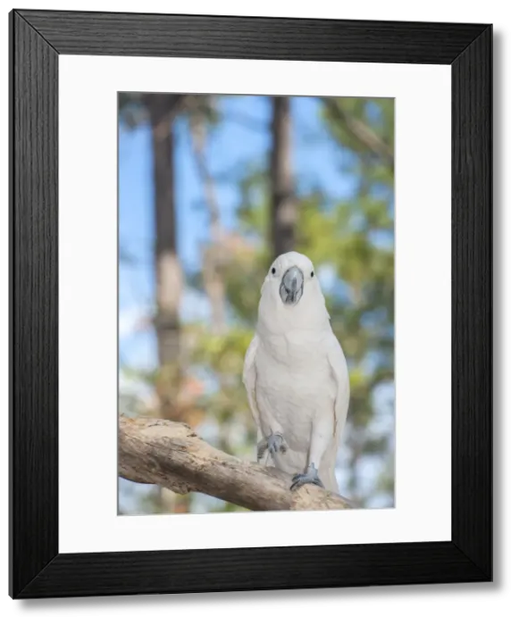 Framed Print : DDE-90038974 Framed Print : DDE-90038974