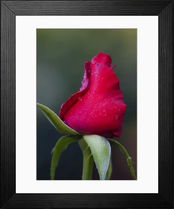Framed Print : DDE-90038982
