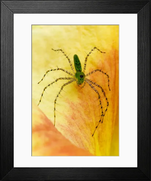 Framed Print : DDE-90038980