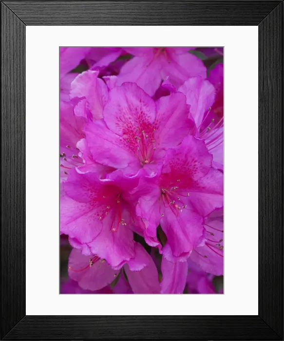 Framed Print : DDE-90038985 Framed Print : DDE-90038985