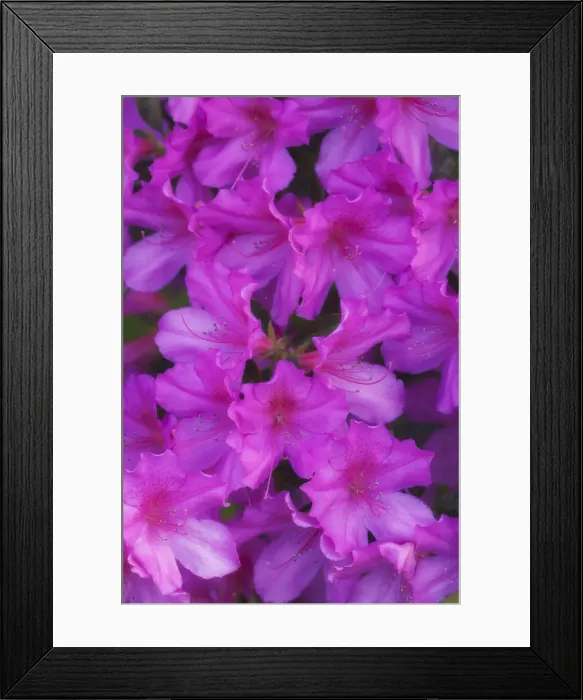 Framed Print : DDE-90038986 Framed Print : DDE-90038986