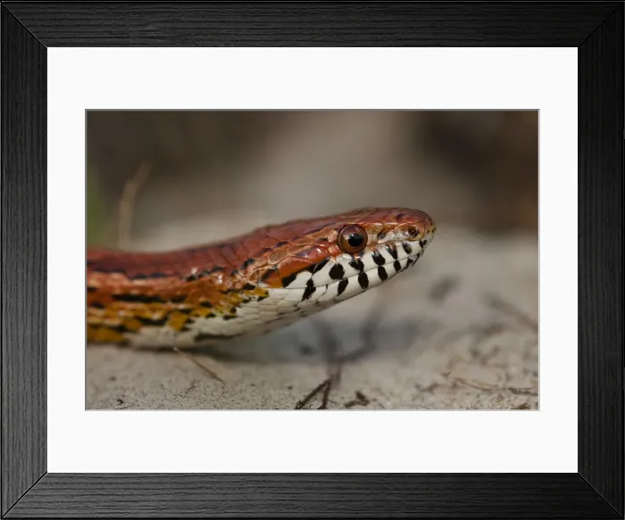 Framed Print : DDE-90038987 Framed Print : DDE-90038987
