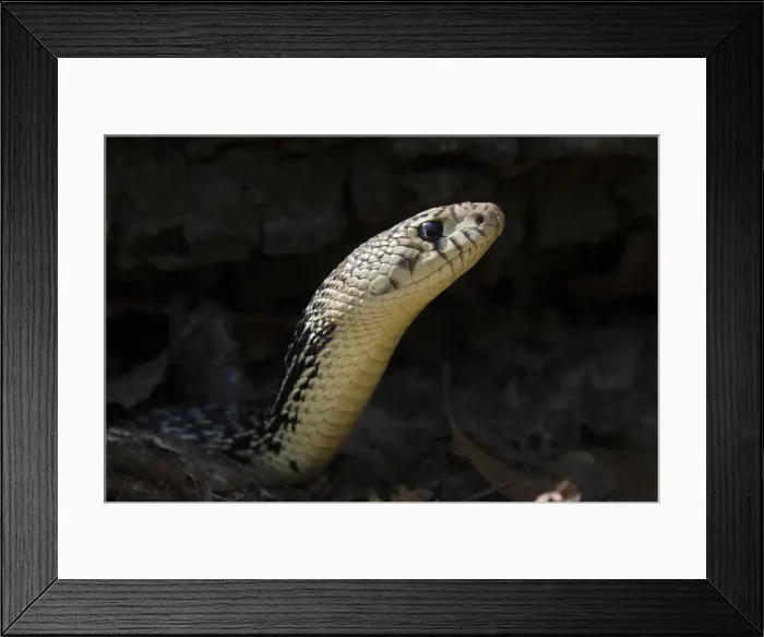 Framed Print : DDE-90038989 Framed Print : DDE-90038989
