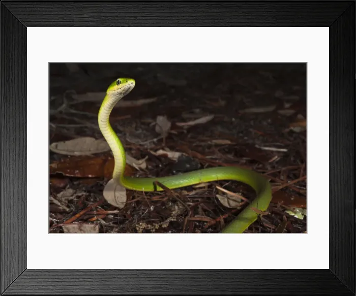 Framed Print : DDE-90038988 Framed Print : DDE-90038988