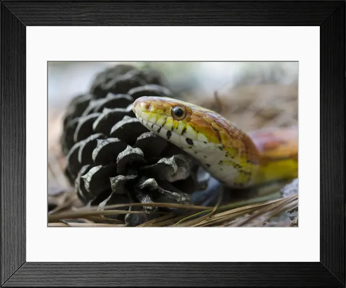 Framed Print : DDE-90038991