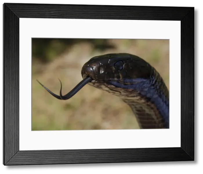 Framed Print : DDE-90038992 Framed Print : DDE-90038992