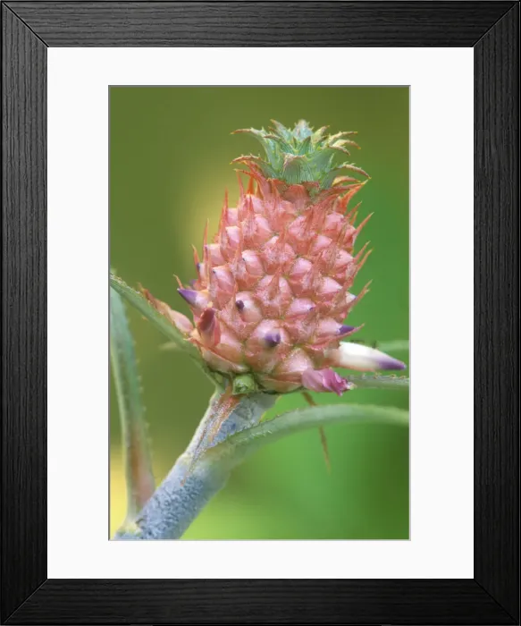 Framed Print : DDE-90038993 Framed Print : DDE-90038993