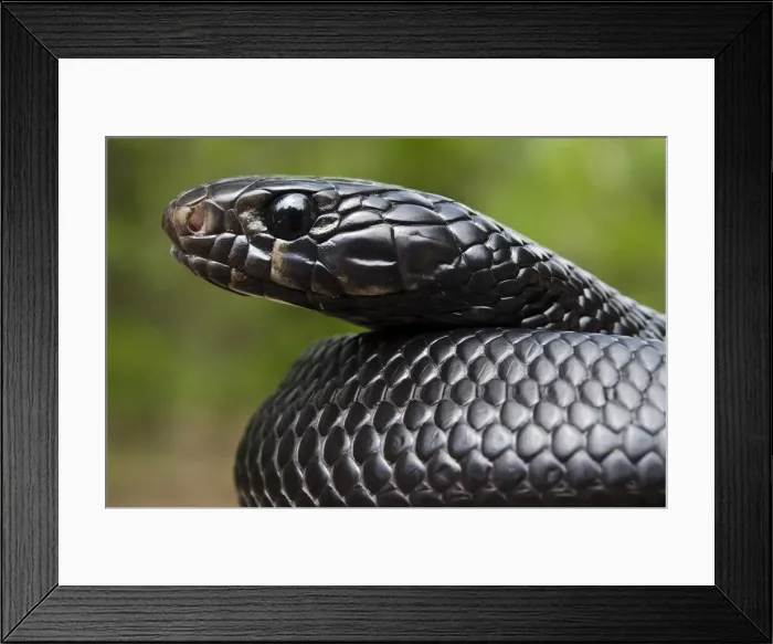 Framed Print : DDE-90038990 Framed Print : DDE-90038990