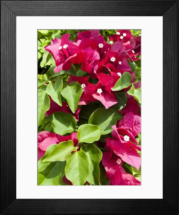 Framed Print : DDE-90038995 Framed Print : DDE-90038995