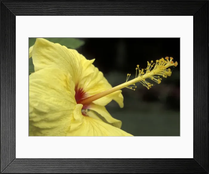 Framed Print : DDE-90038996 Framed Print : DDE-90038996