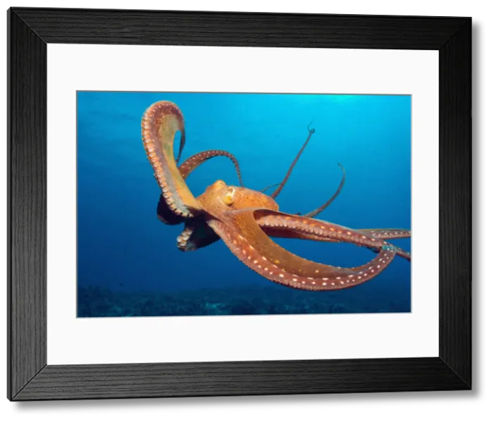 Framed Print : DDE-90039002 Framed Print : DDE-90039002