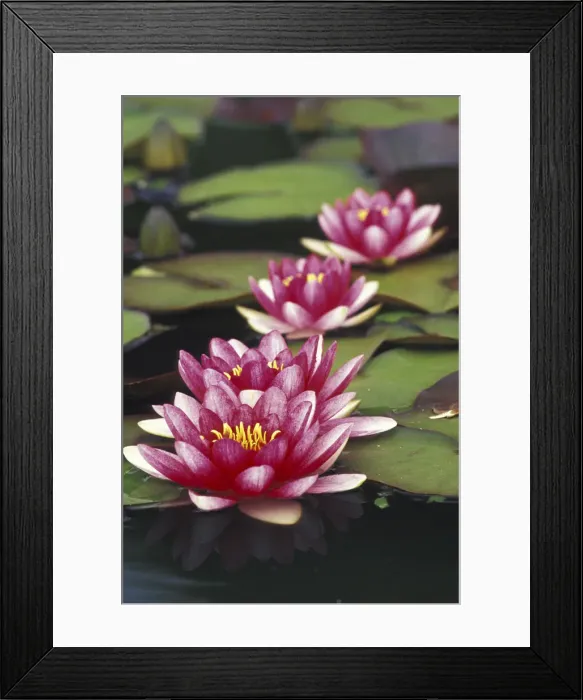 Framed Print : DDE-90039014 Framed Print : DDE-90039014