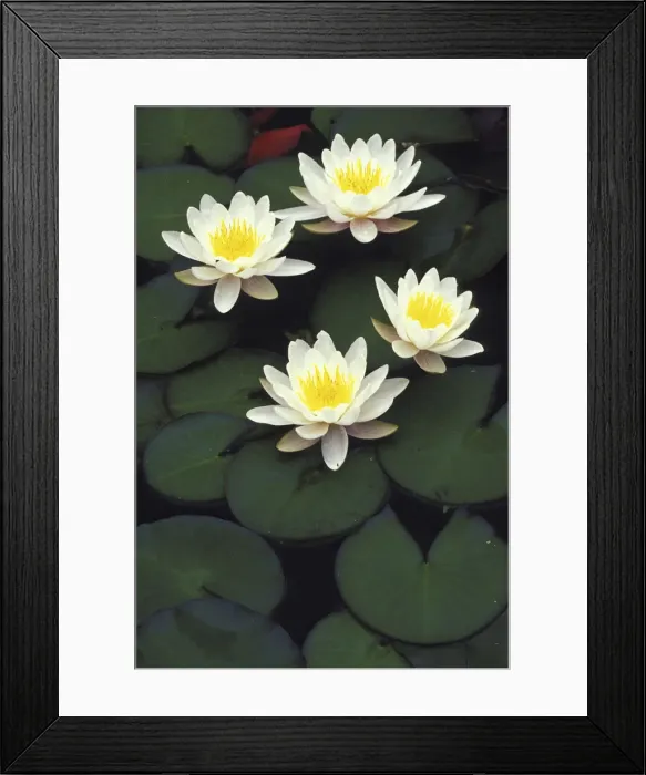 Framed Print : DDE-90039015 Framed Print : DDE-90039015