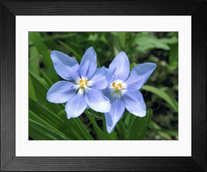 Framed Print : DDE-90039017 Framed Print : DDE-90039017