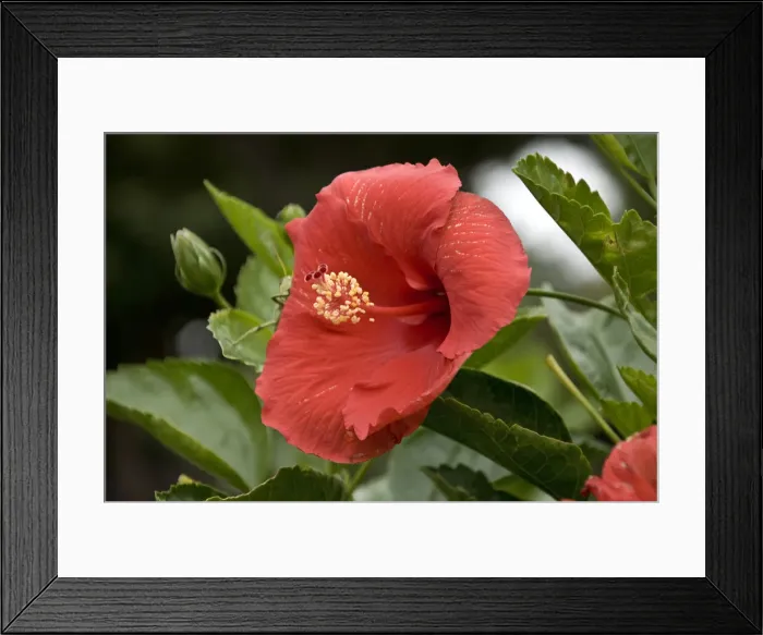 Framed Print : DDE-90039018 Framed Print : DDE-90039018