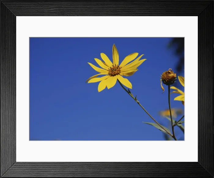 Framed Print : DDE-90039020 Framed Print : DDE-90039020
