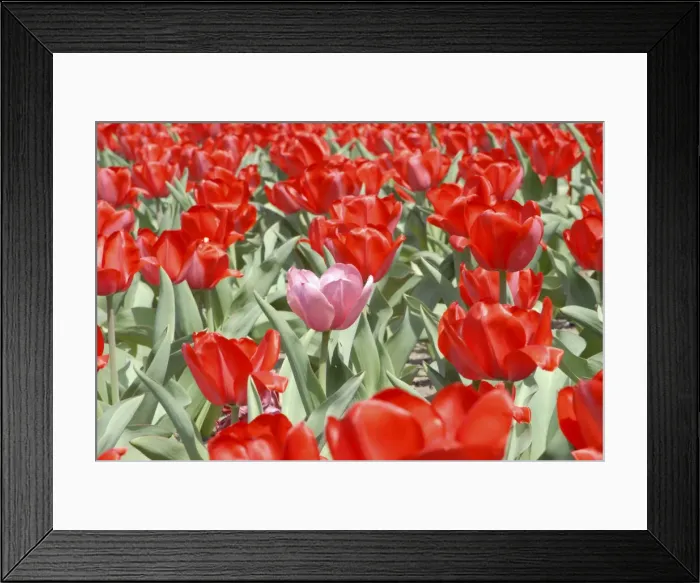 Framed Print : DDE-90039021 Framed Print : DDE-90039021