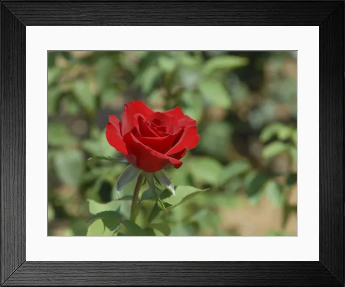 Framed Print : DDE-90039022 Framed Print : DDE-90039022