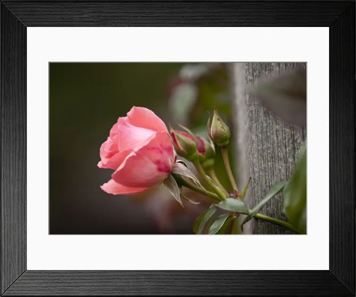 Framed Print : DDE-90039019 Framed Print : DDE-90039019