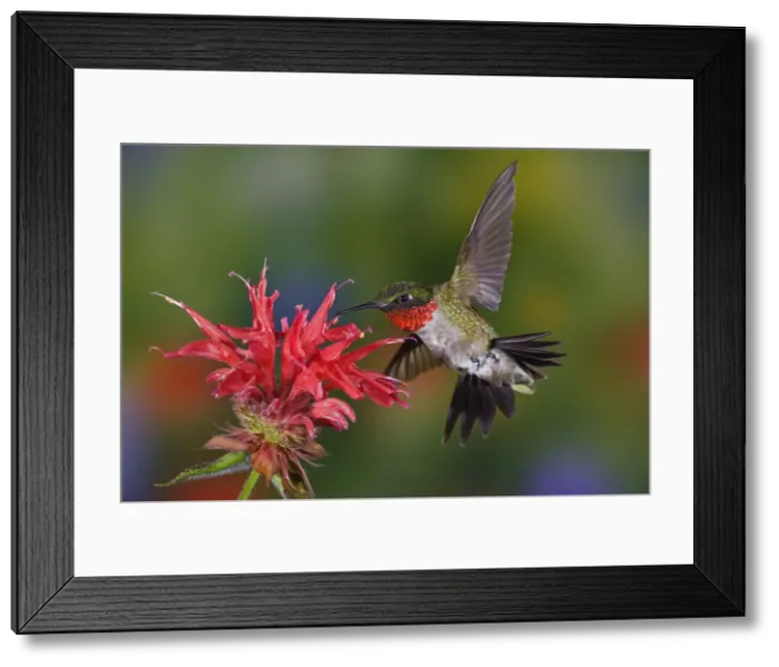 Framed Print : DDE-90039023 Framed Print : DDE-90039023