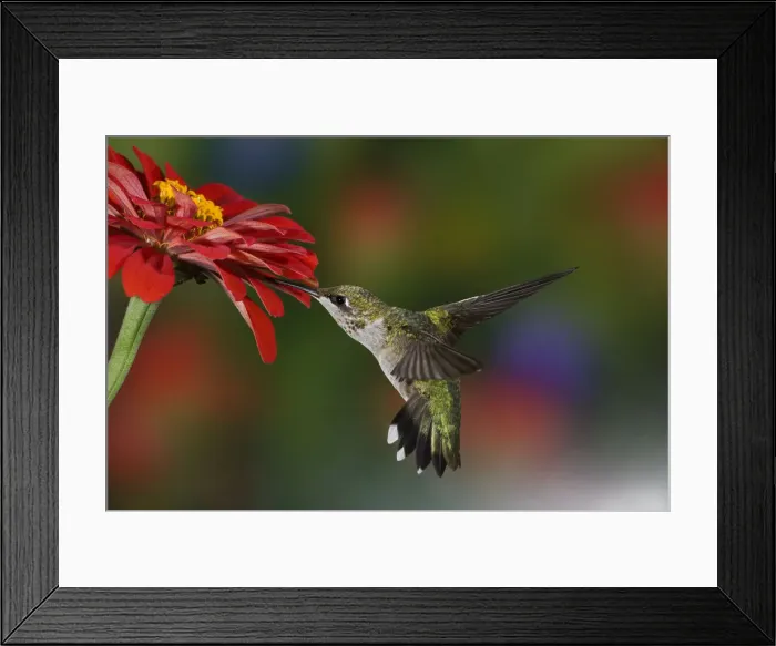 Framed Print : DDE-90039024 Framed Print : DDE-90039024