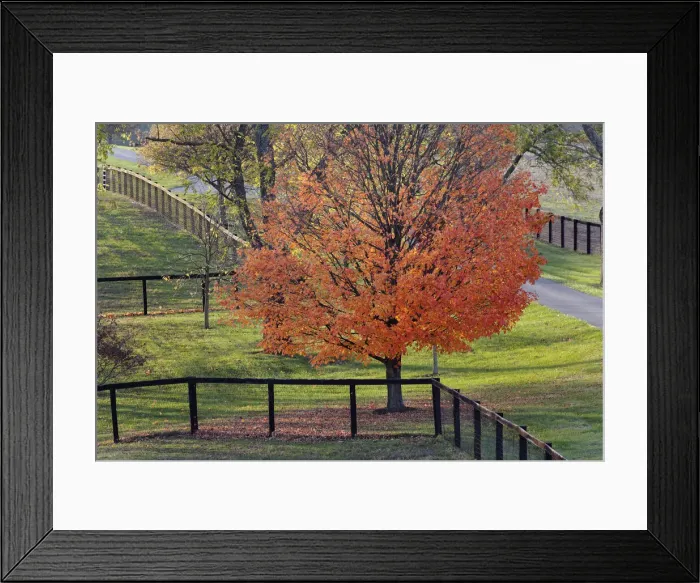 Framed Print : DDE-90039026 Framed Print : DDE-90039026